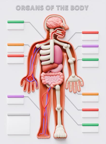 A 3D render of an anatomy poster showing a cutaway of a body in a cute, rounded style. Various parts of the skeleton are visible and several organs. Red and blue veins and arteries go down the right arm. Empty coloured text boxes point to parts of the body. The text 'Organs of the Body' is at the top of the image.